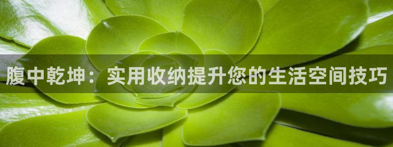 tp官方下载安卓最新版本2025：腹中乾坤：实用收纳提升您的
